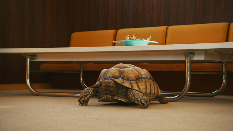 A turtle is pictured in an interior room. The turtle is on the beige carpet. Behind it is a retro light brown leather three-seater sofa, a coffee table made from a wooden tabletop and metal legs, and a green bowl on the table.