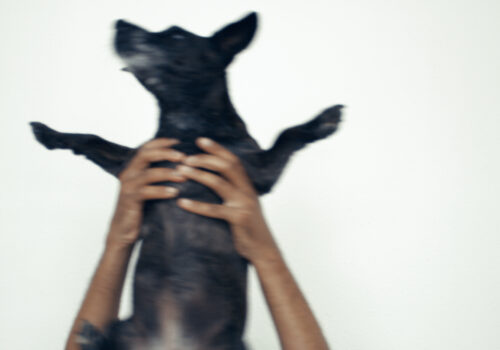 A blurry motion shot of two hands holding up a small black dog up against a white wall. The dog's legs and ears are splayed out.
