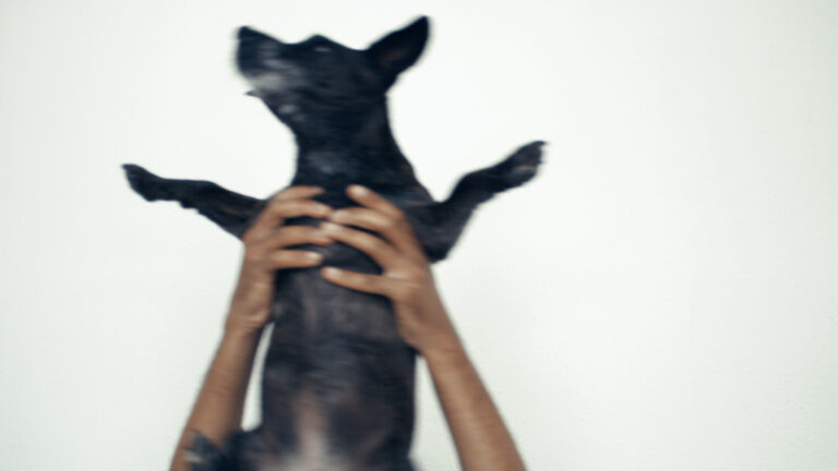 A blurry motion shot of two hands holding up a small black dog up against a white wall. The dog's legs and ears are splayed out.