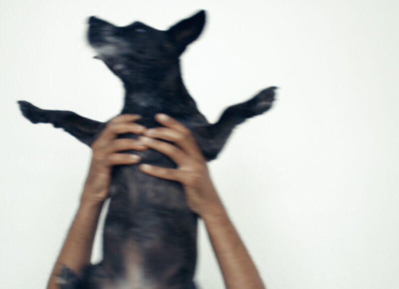 A blurry motion shot of two hands holding up a small black dog up against a white wall. The dog's legs and ears are splayed out.
