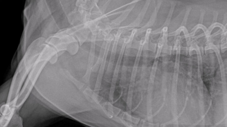 An x-ray of a dog's torso