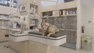 A large dog sitting on a vet's table surrounded by animal cages, veterinary instruments and medicines