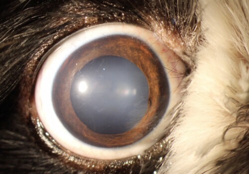 Extreme close-up of a dog's eye, the dog has a nervousness about it