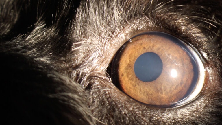 Extreme close-up of a dog's eye, the dog has a nervousness about it