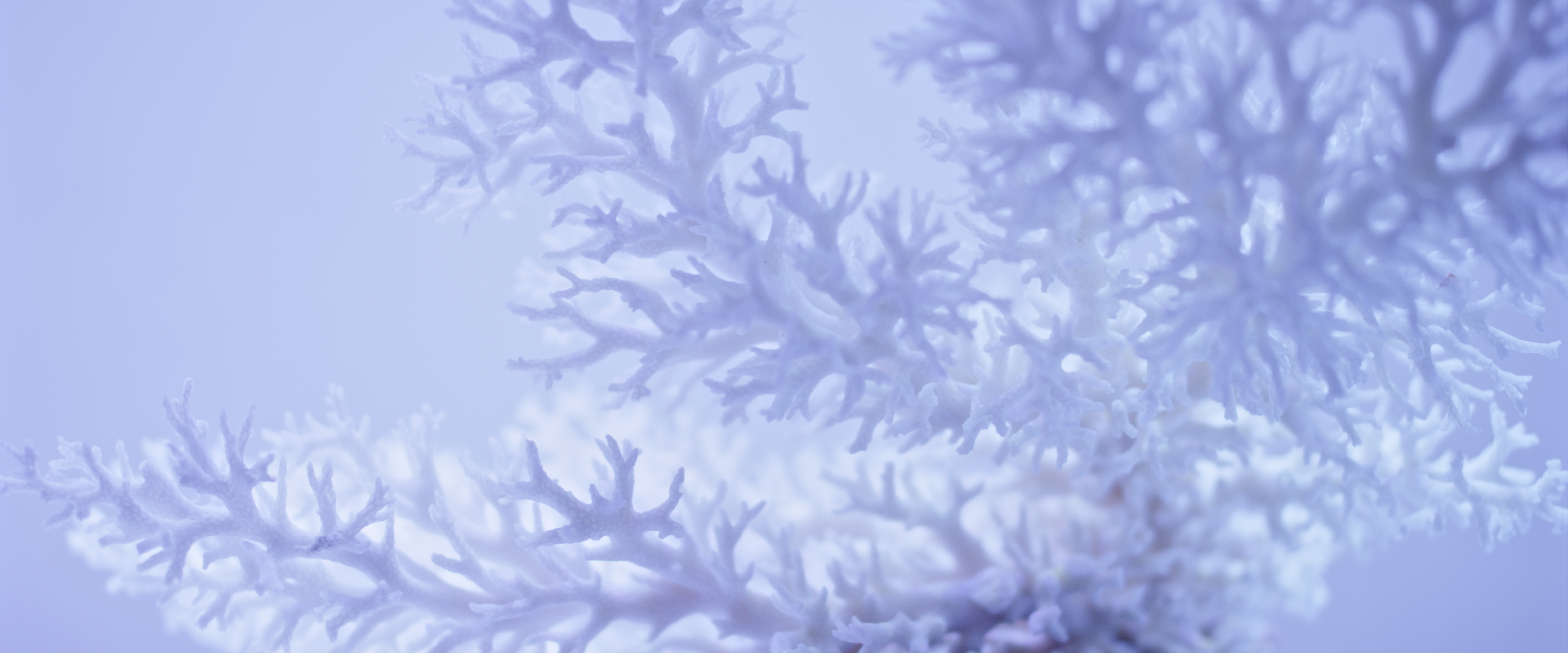 A bright image of the detail of blue coral against a cool grey colour background