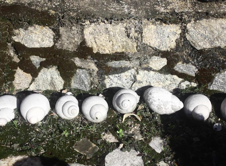 Close up of a row of white conical shells lined up beside a line of stone set into the ground. The white shells brightly reflect the sunlight