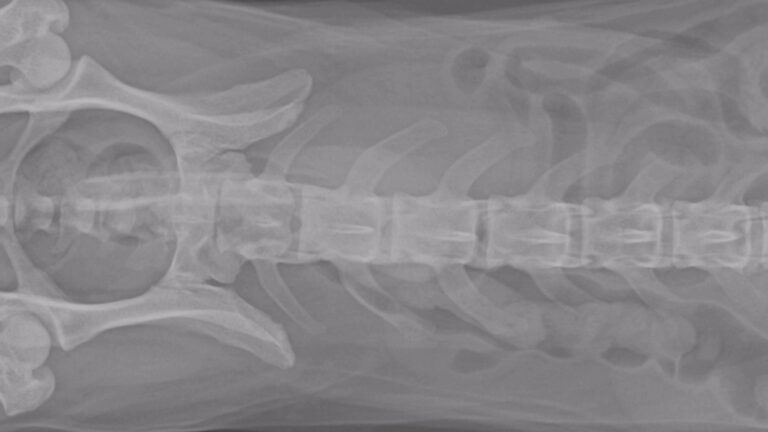 Black and white X ray showing a dog's spine