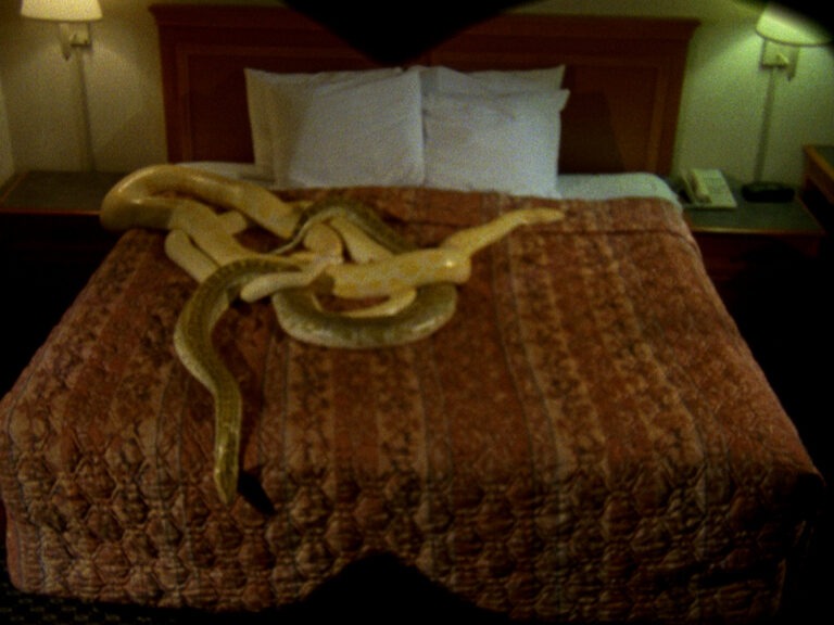 Two large snakes are entangled on a double bed