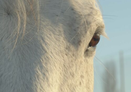 Close up of daylight shining on the face of a white horse, highlighting the horse's brown eye and the detail of the horse's hair. Blue skies are in the background.