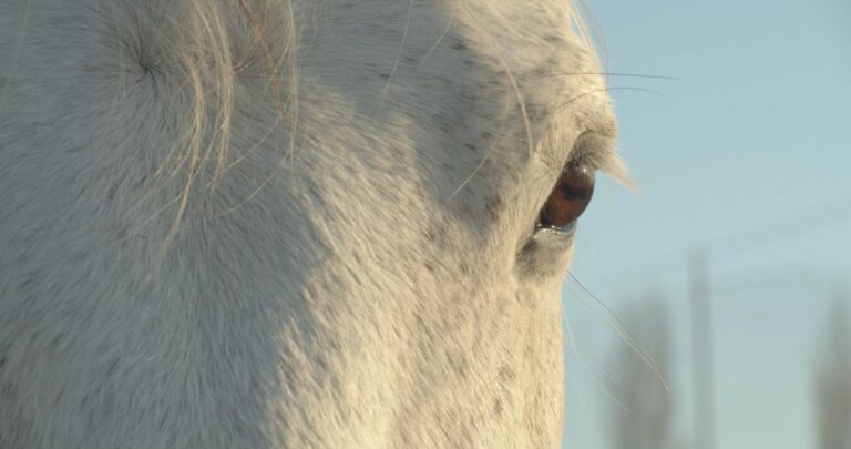 Close up of daylight shining on the face of a white horse, highlighting the horse's brown eye and the detail of the horse's hair. Blue skies are in the background.