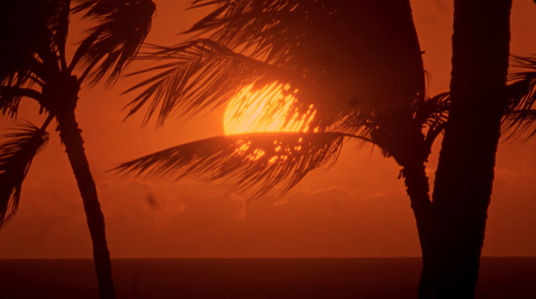 A red sunset scene with palm trees blowing in the breeze
