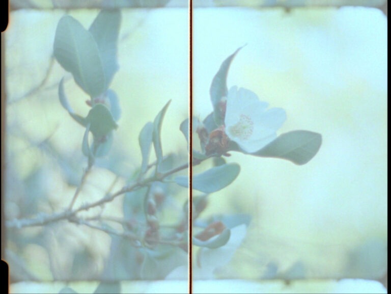 A still image from 16mm film of a close-up of a white flower growing on a bush. The image is split in two with a dark line down the centre.