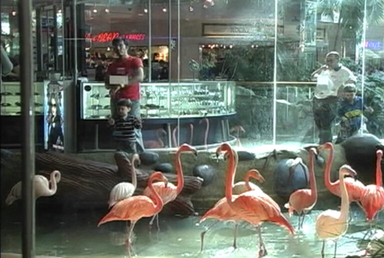 This is a still from the short video work ‘Death by Chocolate: West Edmonton Shopping Mall (1986-05)’ by artist and writer Dan Graham. The image shows an area inside West Edmonton Mall, Canada, sometime between 1986 and 2005. In the foreground, there is a low pool of water with live flamingos inside. In the background, two men and two young boys stand behind panes of glass, observing the birds. The man on the left of the frame is wearing a red t-shirt and blue jeans, and has short dark hair. In front of him, a young boy is pressing the palms of his hands onto the glass. The boy is wearing a dark-coloured t-shirt with white stripes and jeans. The man to the right of the frame is wearing a white t-shirt with a dark collar and glasses. The young boy in front of him is wearing a blue t-shirt with a bright yellow stripe across the front. Behind them is a typical shopping centre scene with a sunglasses kiosk, a red neon shop sign, and some plants.