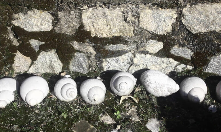 This is a still from the film 'Contorno/ Contour' (2021) by Fábio Andrade. The image depicts an old stone wall that is predominantly in shades of grey, with various hues and textures. At the bottom of the wall, there is an abundance of green moss and a few small plants that cover most of its surface. In the middle of the image, there is a line of white snail shells resting on the mossy area at the base of the wall, positioned in a slightly alternating pattern from left to right. Above the shells, the wall continues towards the top of the image, with smaller patches of moss in some areas.