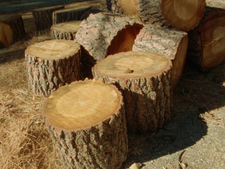 A collection of wide tree stumps and gathered loosely on the ground.